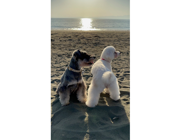モデル犬卒業後、里親さん宅での様子♪～モアナちゃん～